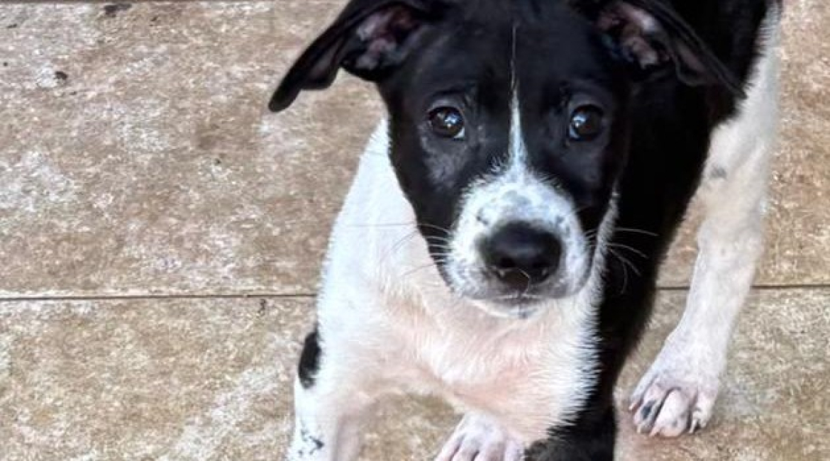Chiens à adopter